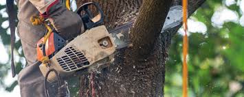 Best Tree Cabling and Bracing  in Wyncote, PA