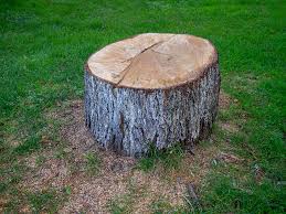 Best Fruit Tree Pruning  in Wyncote, PA