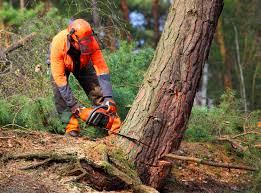 How Our Tree Care Process Works  in  Wyncote, PA