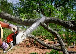 Best Stump Grinding and Removal  in Wyncote, PA