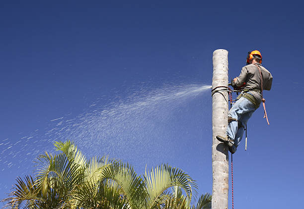 Best Pest Control for Lawns  in Wyncote, PA