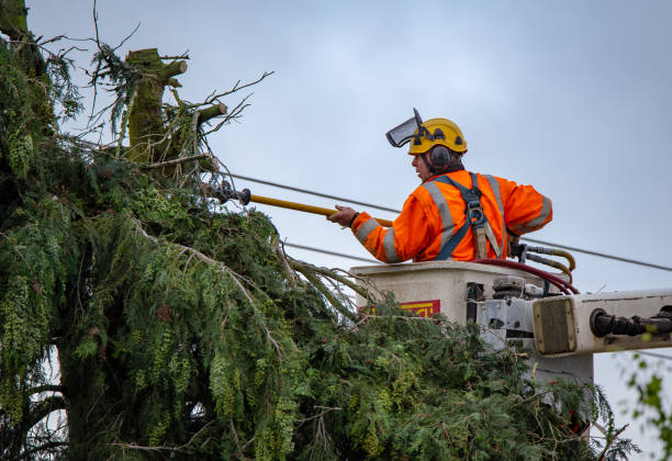  Wyncote, PA Tree Care Pros