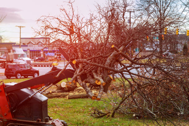 Best Tree Mulching  in Wyncote, PA
