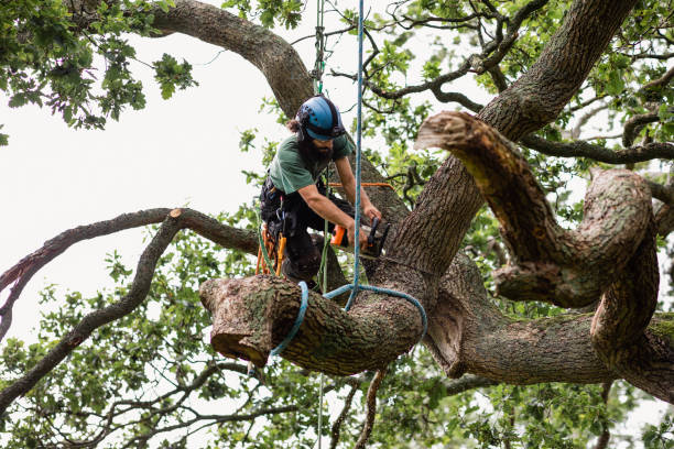Trusted Wyncote, PA Tree Care Experts