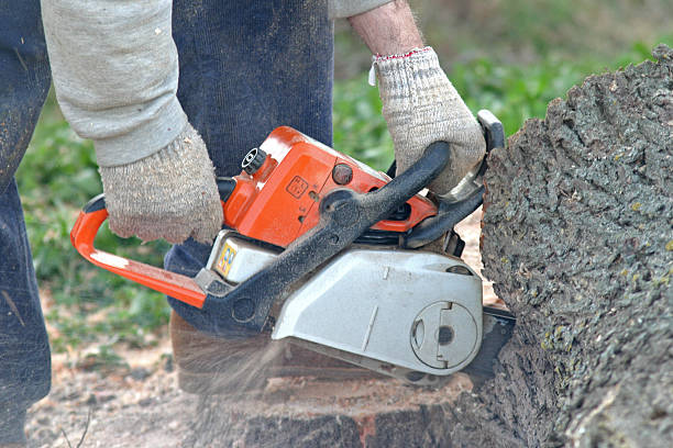 Lawn Renovation and Restoration in Wyncote, PA