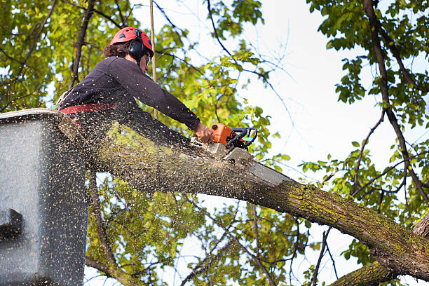 Best Hedge Trimming  in Wyncote, PA