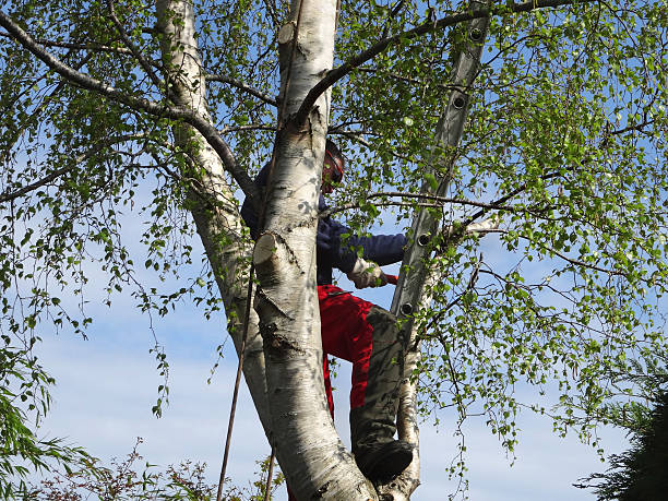 Best Tree Risk Assessment  in Wyncote, PA