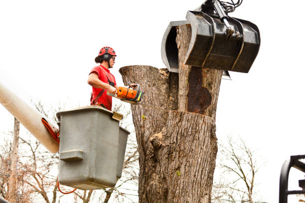 Best Tree Preservation Services  in Wyncote, PA